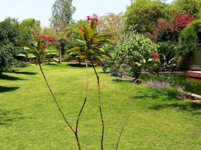 3 BHK Farm House 9680 Sq Yards for Sale in Sohna Palwal Road Gurgaon