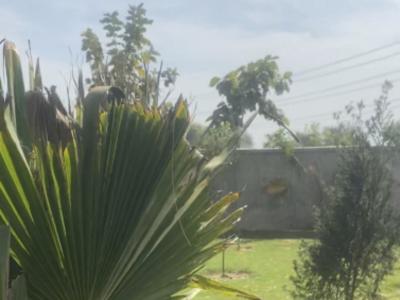 1 RK Farm House 247 Sq Yards for Sale in Bhondsi Gurgaon